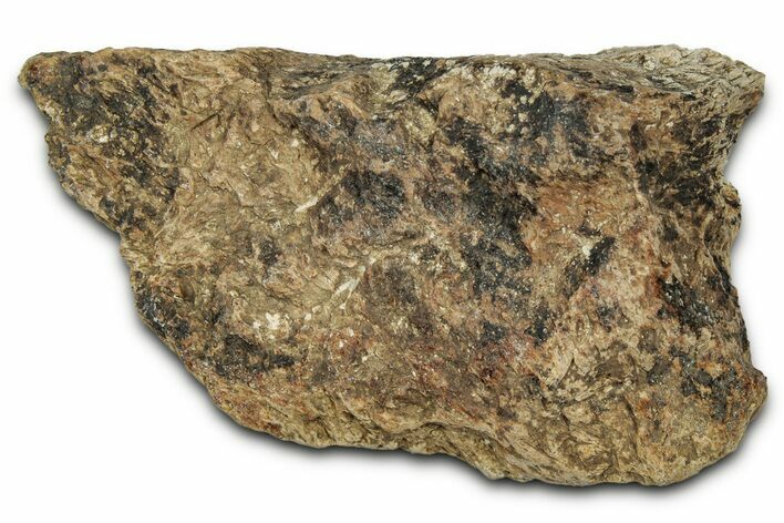 Dinosaur (Triceratops) Frill Shield Section - Montana #348084